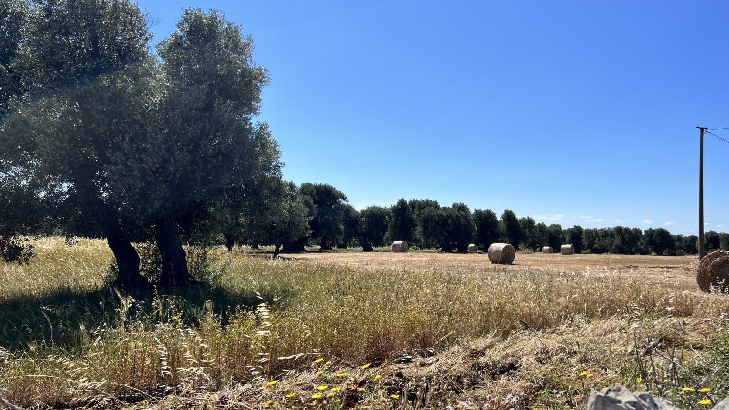 Olivi Millenari di Puglia - Ostuni