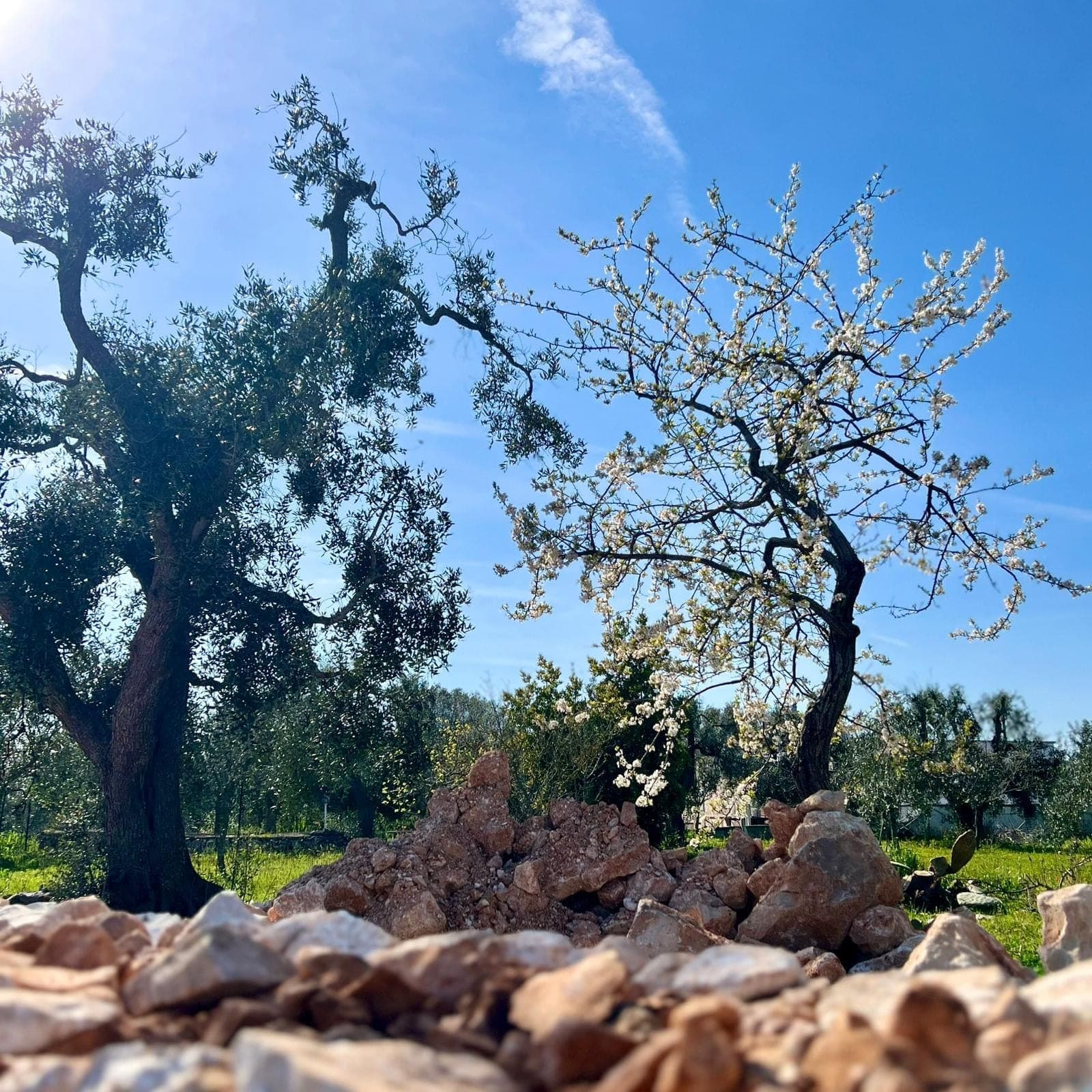 Ulivi e un albero in fiore sopra un muretto a secco, in primavera