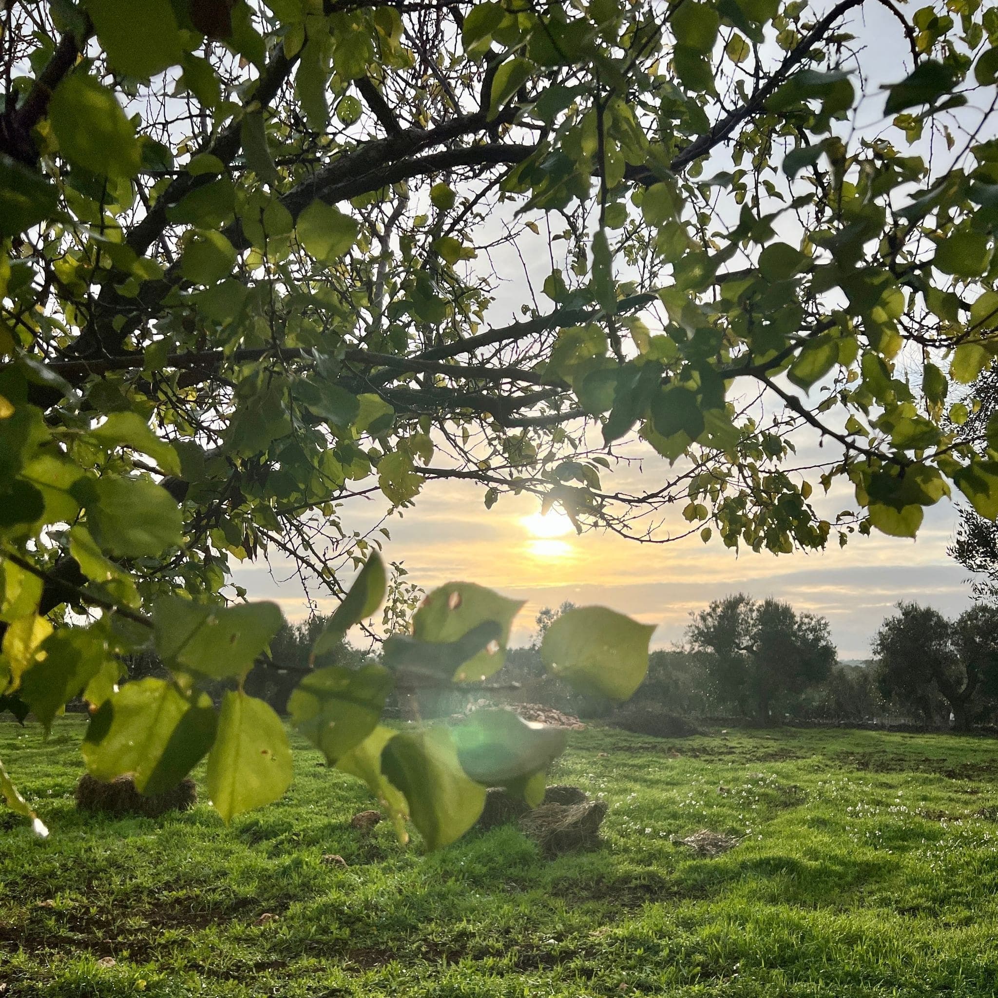 Il sole al tramonto tra le foglie, sopra un prato verde