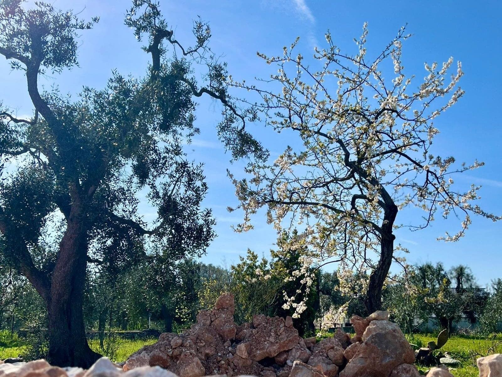 Trullo Giggino. Puglia.